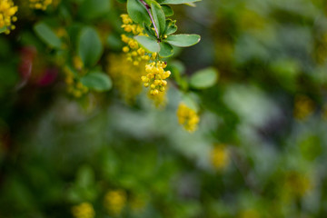 Real nature backround: blooming yellow barberry on a beautiful spring day. Selective focus. Copy space