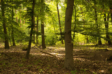 summer forest landscape