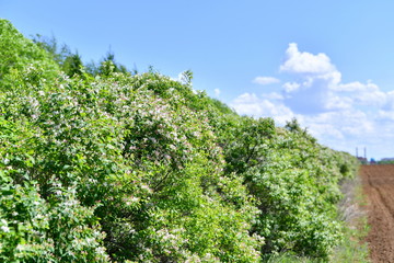 flowering branches, spring blossoms, flowers are blooming, bright flowers, flowers, beautiful flowers, background, March 8, fields, spring, summer, background, green background, forest, in the forest,