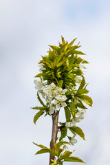 Blooming fruit tree with fragrant white flowers with large petals