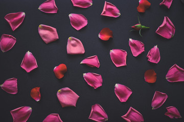 Rose petals spread random on the floor. Pink rose leaves isolated on dark background. Wedding or valentine's day creative texture concept.