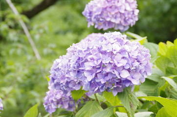 紫陽花