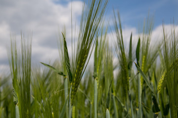 Obraz premium green spikelets of wheat in a field