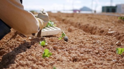 A farmer is planting cabbage seedlings in a field with traditional watering. Vegetables, organic farming. Agriculture and agribusiness. Hand sowing and crop care. Attracting workers to work on farms