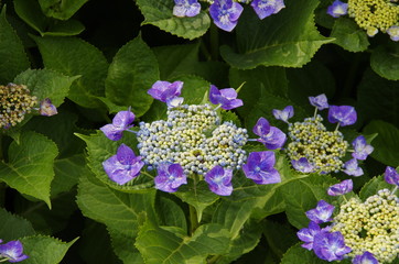 紫陽花
