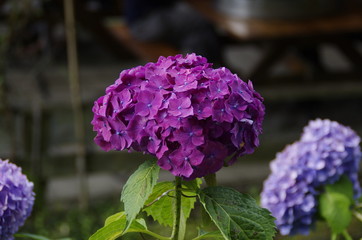 紫陽花