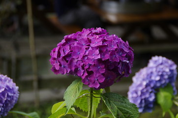 紫陽花