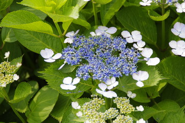 紫陽花
