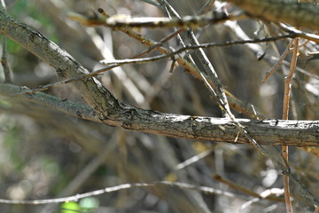 tree, branches, stump, forest, dense forest, spring, autumn, background forest, green forest