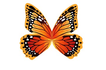 butterfly on a white background