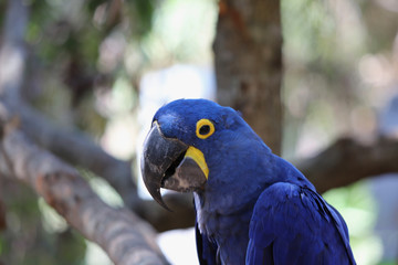 Closeup portrait of blue and yellow macaw