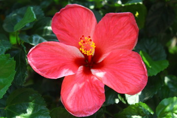 red hibiscus flower