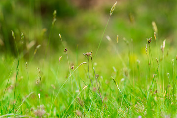 green grass on a sunny day