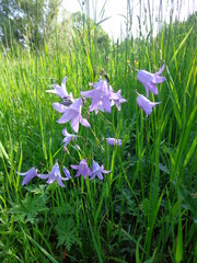 dzwonek skupiony © JBM