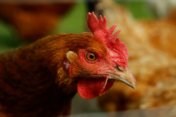 close up of a rooster