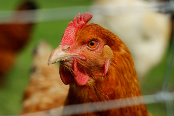 rooster in the farm