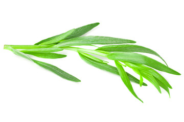 Tarragon leaves isolated on white background. Artemisia dracunculus.