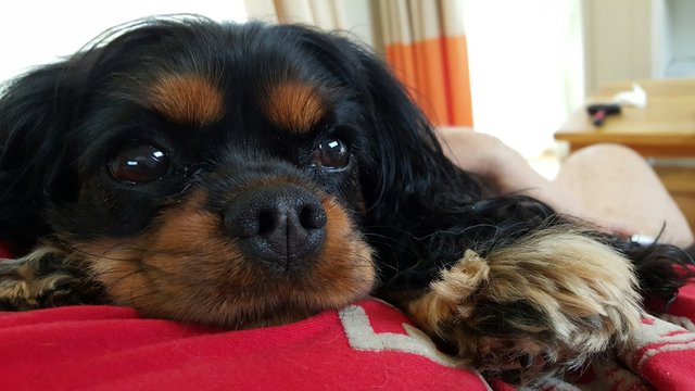 Close-up Of Cavalier King Charles Spaniel Relaxing At Home