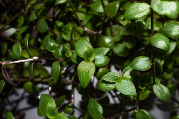 close up of green leaves