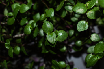 close up of green leaves