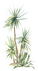 A group of the tropical plants (dracaena, agave) hand drawn in watercolor isolated on a white background. Tropical plants. Watercolor illustration. Botanical illustration. Tropical landscape