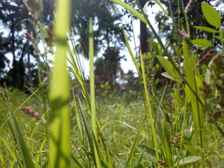 grass in the garden