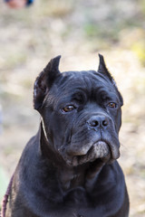 young dog of the cane-corso breed on a walk on the lawn in early spring