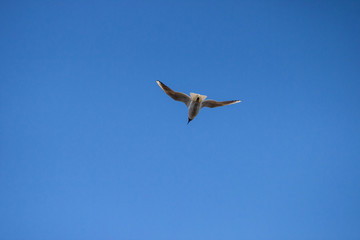 gull flies across the blue sky spreading its wings and looking for prey