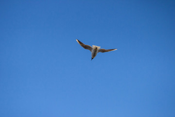 Fototapeta premium gull flies across the blue sky spreading its wings and looking for prey