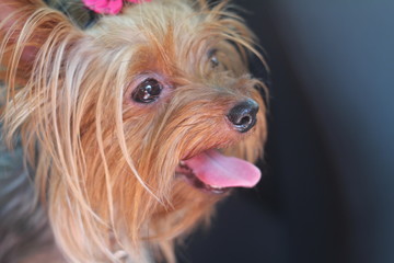 Naklejka premium A little dog of Yorkshire terrier stands on the grass and looks.