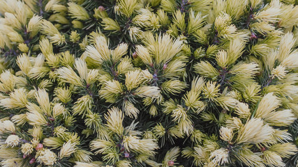Close up of young sprouts of picea glauca conica Daisy White tree. Spruce gray canadian Daisy's White in spring. Texture, background, pattern