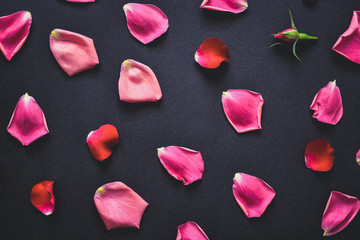 Rose petals spread random on the floor. Pink rose leaves isolated on dark background. Wedding or valentine's day creative texture concept.