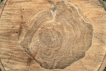 abstract background of cross section of a sawn tree with annual rings close up