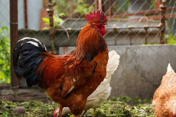 Red chicken walking in paddock. Ordinary red rooster and chickens looking for grains while walking...