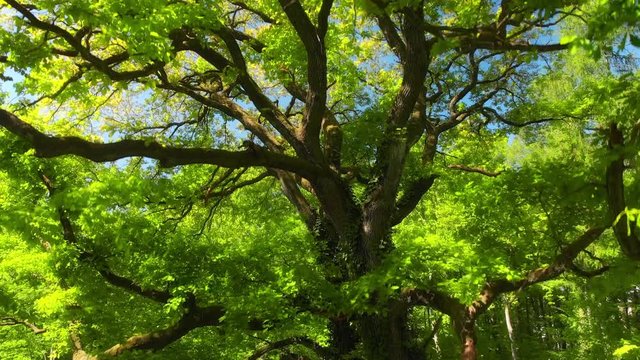 Footage of a majestic oak tree in a forest in spring, with the camera ascending through the branches and creating depth
