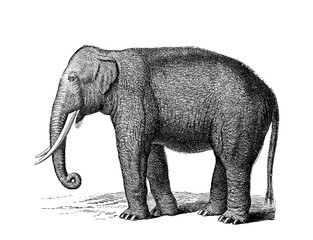 Illustration of a Indian Elephant in popular encyclopedia from 1890