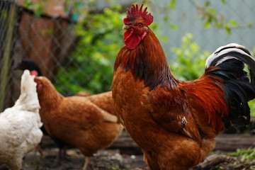 Red chicken walking in paddock. Ordinary red rooster and chickens looking for grains while walking in paddock on farm