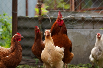 Red chicken walking in paddock. Ordinary red rooster and chickens looking for grains while walking in paddock on farm
