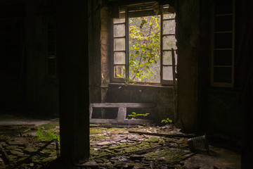 Fototapeta premium old abandoned house window with mold and moss on the floor and green wall and plant that grow inside