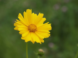 鮮やかな黄色の大金鶏菊