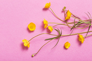 yellow buttercups on pink background