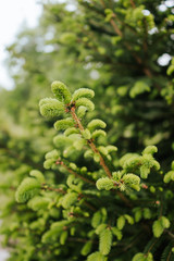 Spruce tips