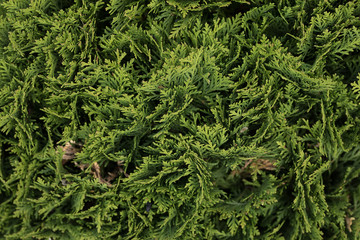 thuja green plant close up