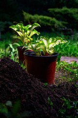 Pots with seedling Hosta. Planting young plants in the park, garden, backyard. Landscape design, preparation for planting. Pile of soil in the foreground