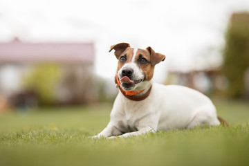 dog jack russell terrier lies on green grass with his tongue hanging out
