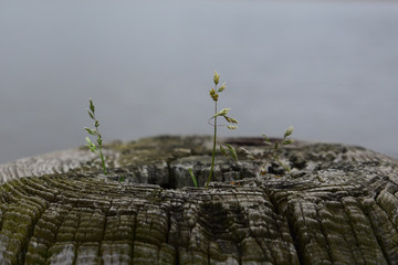 weeds growing from a pile