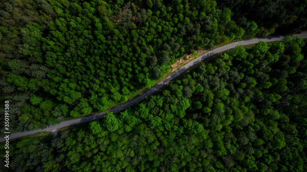Wall mural winding road in pine forest at spring. aerial drone top down view - Wall murals