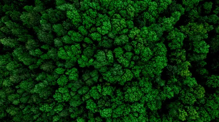 Foto op Aluminium Aerial Drone View of Forest at Spring.Top Down View © marcin jucha