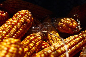 close-up of a harvested crop of ripened dried field corn for food of rural animals of gold and yellow color, covered with dust and spider web and lying in a barn in a glimmer of sunlight