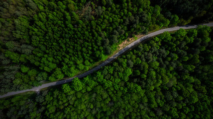 Winding Road in Pine Forest At Spring. Aerial Drone Top Down View